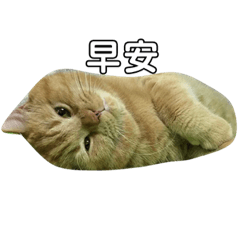 胖Q日常