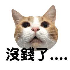 寶哥妹妹北爛系列