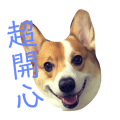 corgi 胖胖