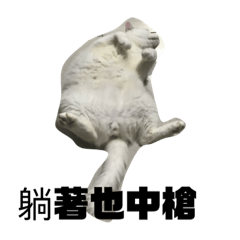 一家貓貓貓