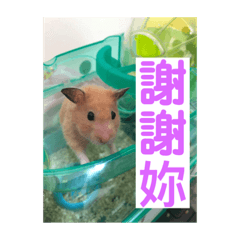 芝麻與布丁