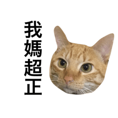 橘子的日常生活