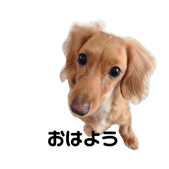 Miniature Dachshund RAM