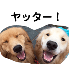dog team