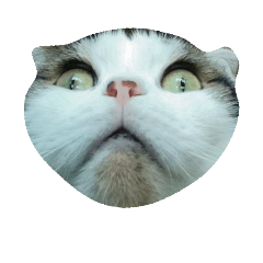 誰家的貓頭