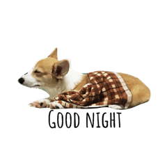 柯基犬-熊寶