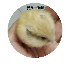 Q寶的生活日記☀