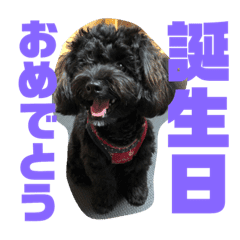トイプードルとシーズーのmix犬エマ 第６弾 Line スタンプ Line Store
