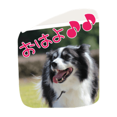 oklraku  Border collies