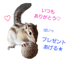Important squirrel