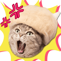 抜け毛帽子 かわいい猫の実写スタンプ2 Line スタンプ Line Store