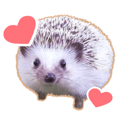 It is a stamp of a hedgehog