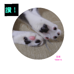 沒關係是呆咪