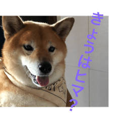 kinako_20181009082637