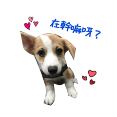 柯基幼犬迪迪