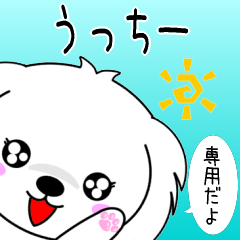 Ucchii only playful Maltese Sticker