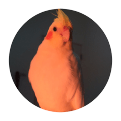 玄鳳鸚鵡皮皮