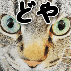 関西弁リアル猫4