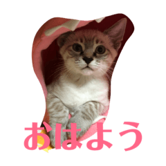rie_ame