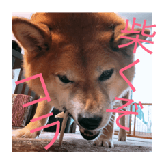 kinako_20181009231346