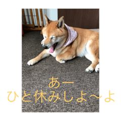 kinako_20181010112435