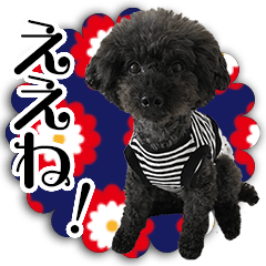 Black Toy poodle dog photo Sticker
