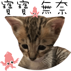 Manta-Baby cat