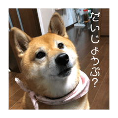 kinako_20181011114627