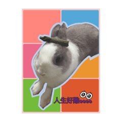 小貝與貝麻的生活日常