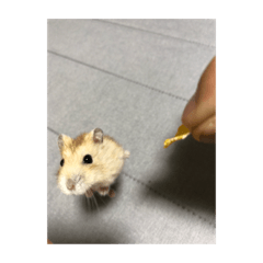 hamster stamp !