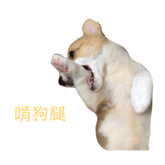 ㄎㄧㄤ柯基MiNi