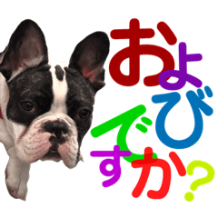 frenchbull buhi bulldog bull