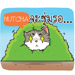 NUTCHA cheeky cat e