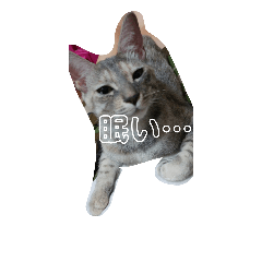 taro_