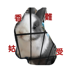 Hong sister, daughter, rabbit