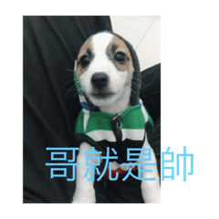 捷克羅素/呆萌日記