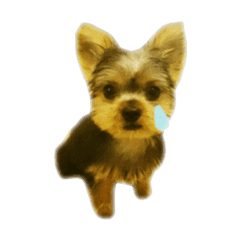 ヨークシャーテリアのひなこ Line スタンプ Line Store ヨークシャーテリアのひなこ Line スタンプ Line Store