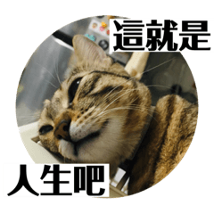 蕨餅貓貓的日常 2