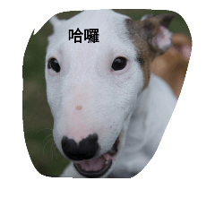 汪汪歡樂園