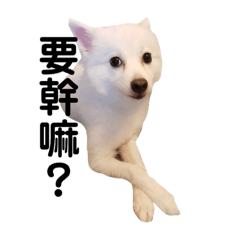 公主熊日常