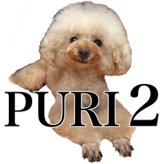 poodles PURI 2