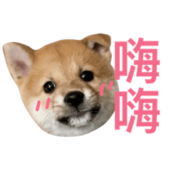 我家柴柴哈魯～Shiba inu Haru