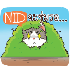 NID3 cheeky cat