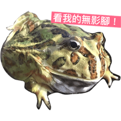 My frog WAJI