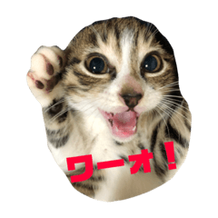HANA20181013151717
