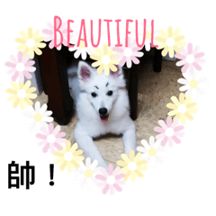 胖胖的生活日記～