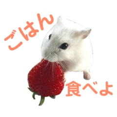 risa__hamster