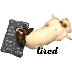 Everyday life of Chiro of Papillon
