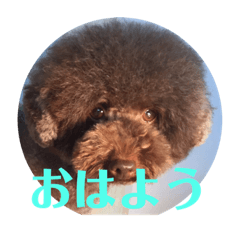 toy poodle brown marine and nalu
