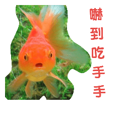 龍魚羅漢異形魟魚金魚角蛙海魚鸚鵡 Yabe Line貼圖代購 台灣no 1 最便宜高效率的代購網